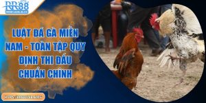 luat-da-ga-mien-nam