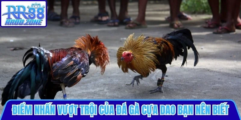 Điểm nhấn vượt trội của đá gà cựa dao